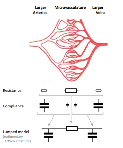 ../../../../_images/artven_anatomical-structure-of-a-vascular-bed.png